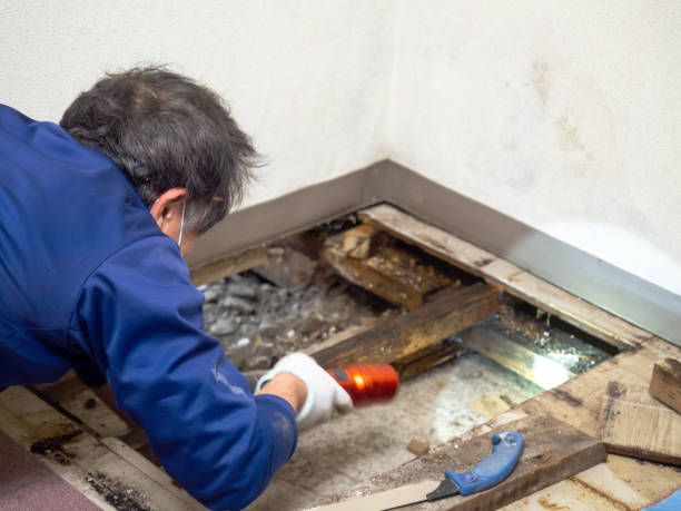 Best Office Mold Removal Services  in Vley Grande, AL