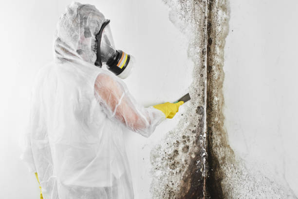 Professional Mold Removal in Valley Grande, AL