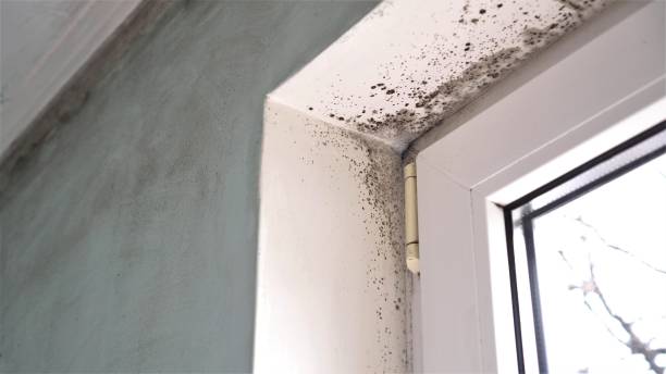 Certified Mold Removal in Valley Grande, AL