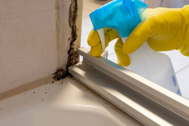 Best Attic Mold Removal  in Vley Grande, AL