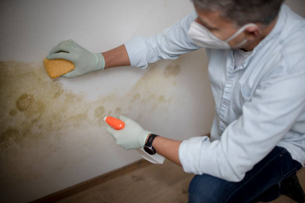 Best Mold Damage Repair  in Vley Grande, AL