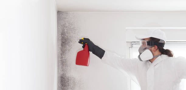 Best Commercial Mold Removal  in Vley Grande, AL