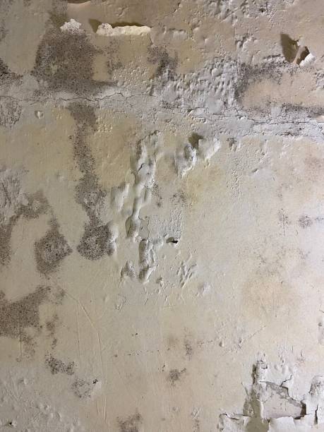 Best Mold Testing  in Vley Grande, AL