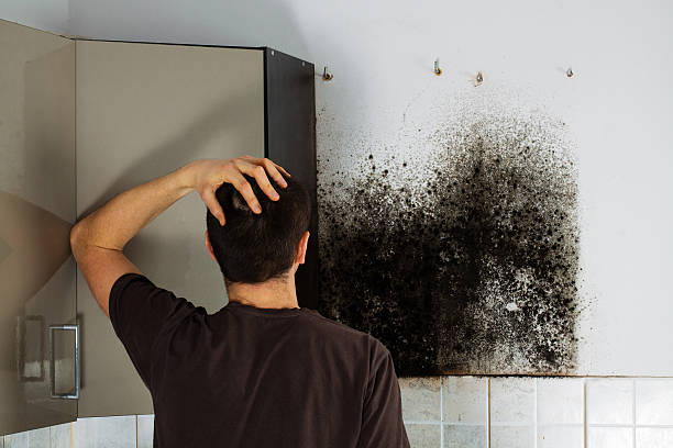 Best Crawl Space Mold Removal  in Vley Grande, AL