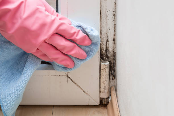 Best Professional Mold Removal  in Vley Grande, AL