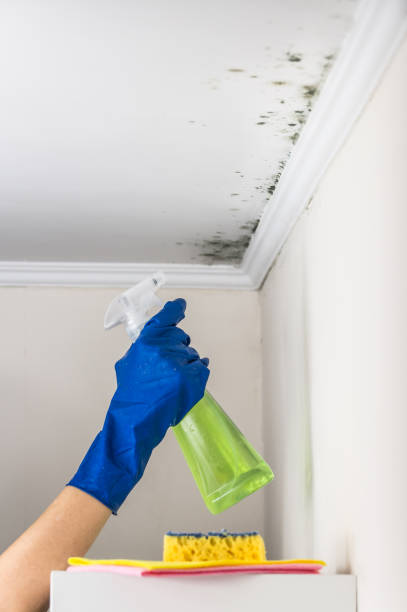 Best Mold Remediation  in Vley Grande, AL
